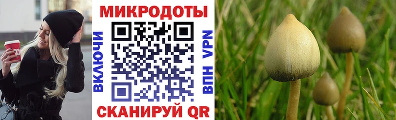 хочу   Яхрома  Псилоцибиновые грибы Magic Shrooms 